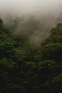 rainforest with steam and smoke rising from the trees.